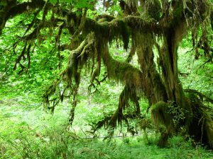 Hoh Rainforest - Olympic National Park