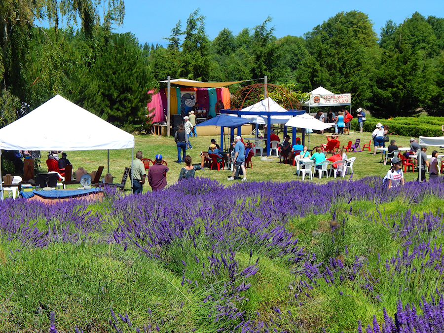 Sequim Lavender Festival Seattle and Sound